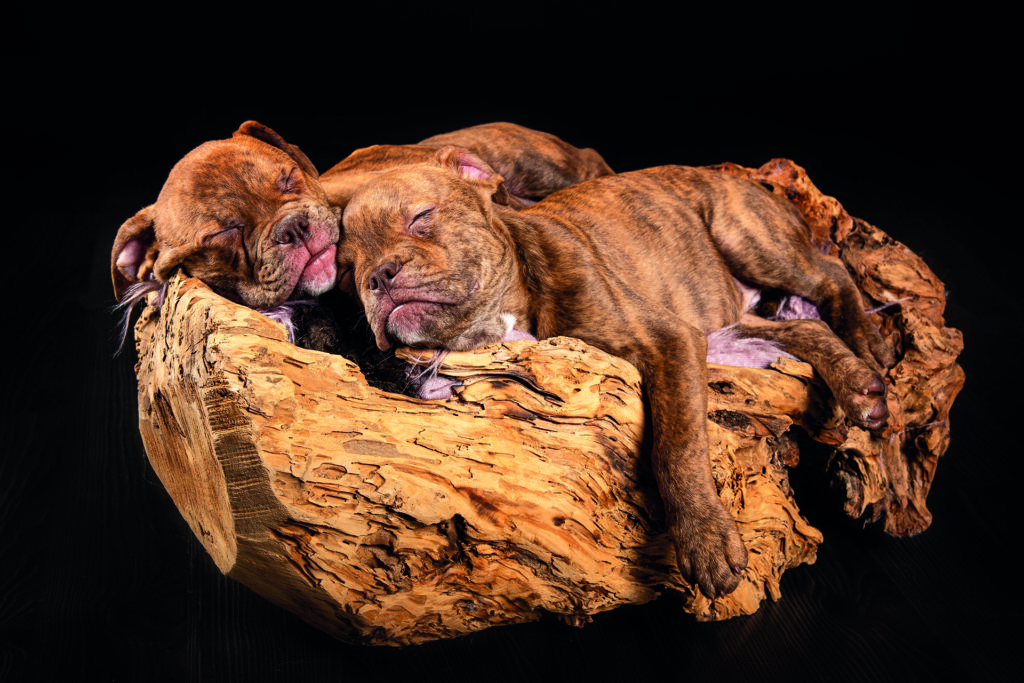 Hunde, Newborn, inWurzel,Familienfotografin